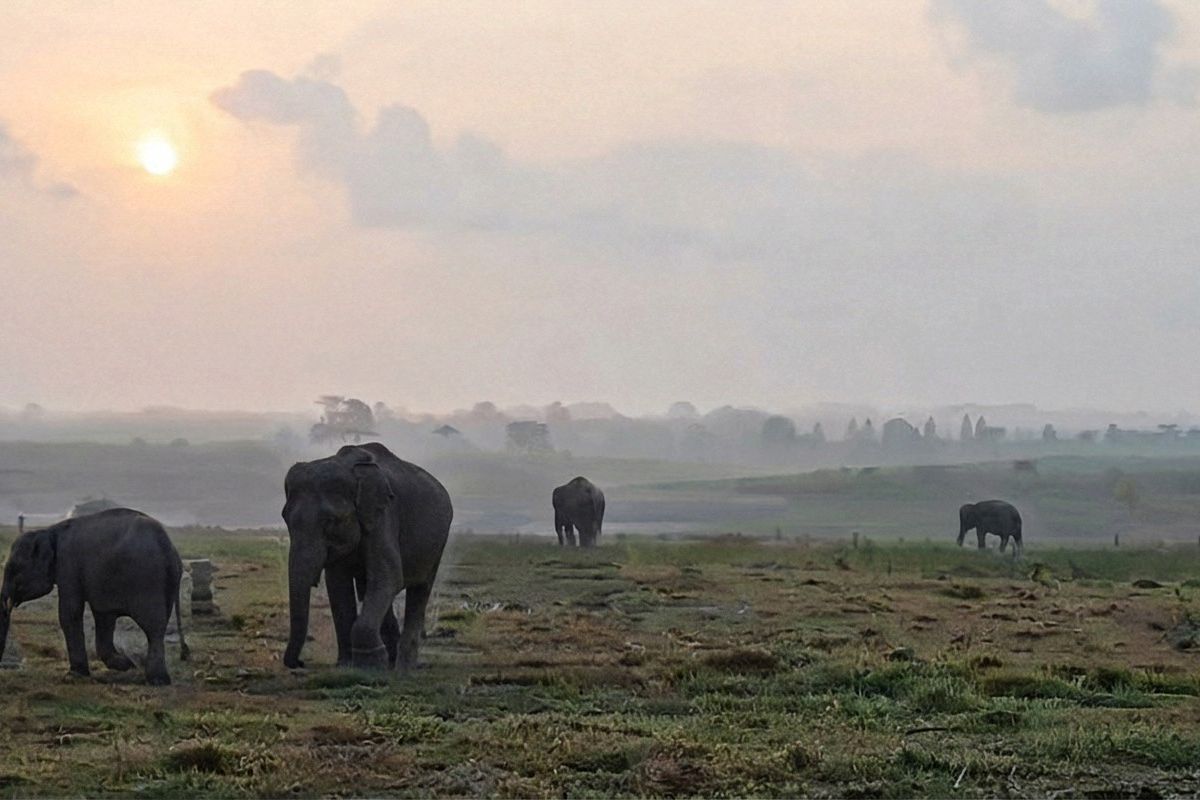 Berpindah dari Sekadar Pagar: Cara Baru Way Kambas Lindungi Gajah Sumatra
