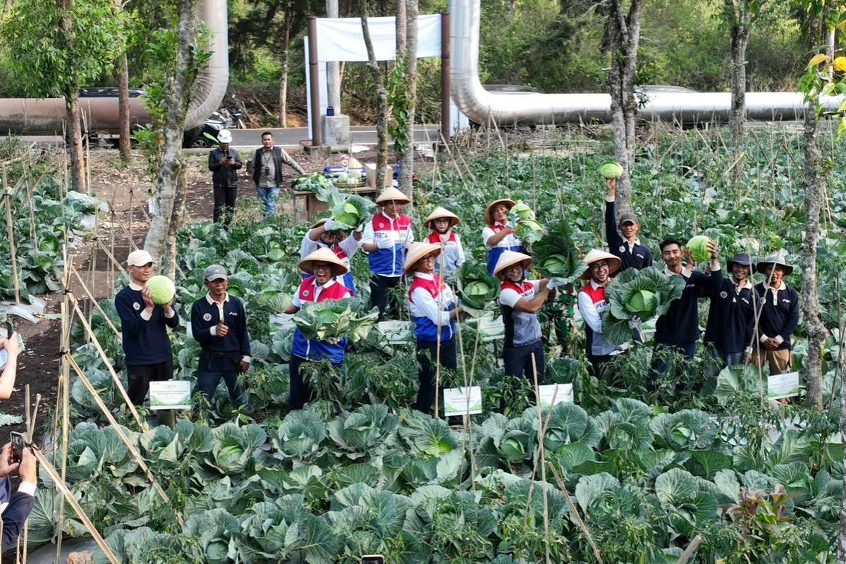 Hangat Bumi Kamojang: Ketika Panas Geotermal Membakar Semangat Petani Menuju Kemandirian Pangan
