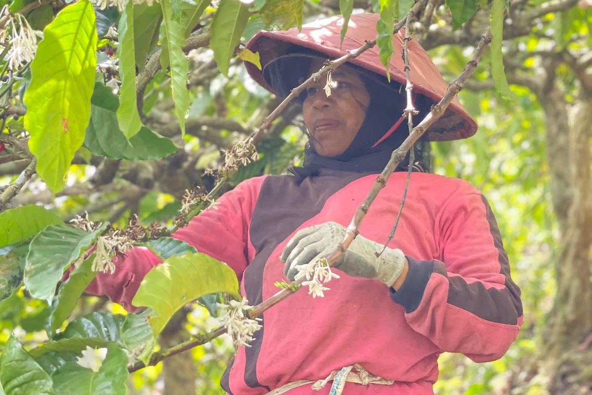 Menembus Ajang Nasional, Kopi Robusta Kalibaru Banyuwangi Unjuk Cita Rasa Karamel hingga Jeruk