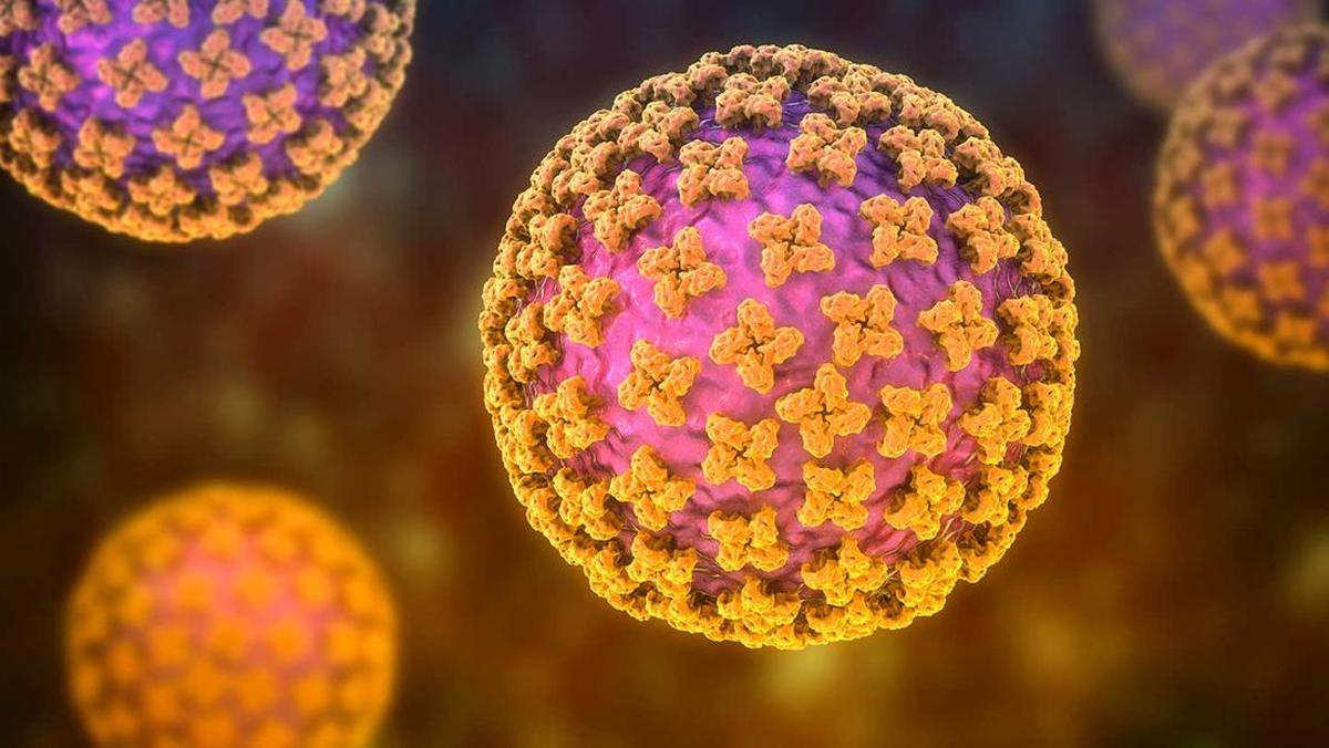 Penyebaran Hantavirus Meningkat, 23 Kasus Tercatat di 9 Provinsi