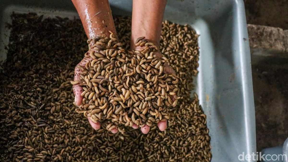 Keamanan dalam Budidaya Maggot untuk Pengolahan Sampah Organik
