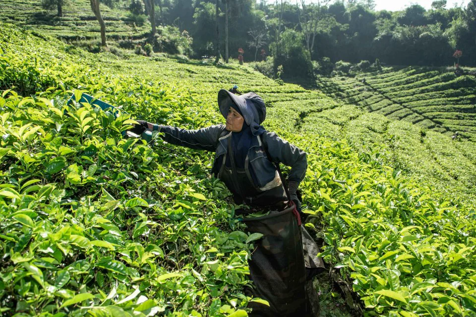 Penurunan Pangsa Pasar Global Komoditas Ekspor Indonesia: Karet, Gula, dan Teh Terpuruk