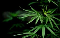 DPR Mengusulkan Pembangunan Kawasan Khusus untuk Pengembangan Ganja Medis di Maluku