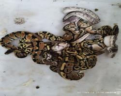 Operasi Penggagalan Penyelundupan Reptil Dilindungi: Kemenhut Tangkap WN Rusia