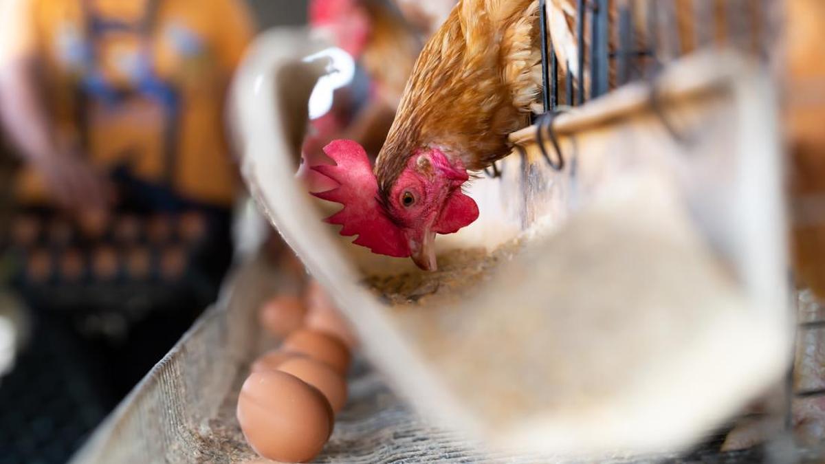 Pentingnya Memeriksa Kesehatan Ayam di Rumah