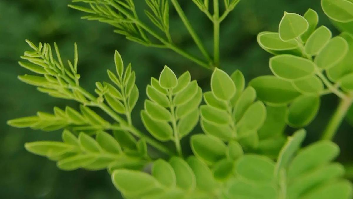 Mengapa Daun Kelor Belum Diizinkan di Australia? Ini Penjelasannya
