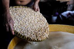 Kementerian Pertanian Tetapkan Harga Kedelai Acuan di Rp11.500 per Kg untuk Stabilitas Pasar