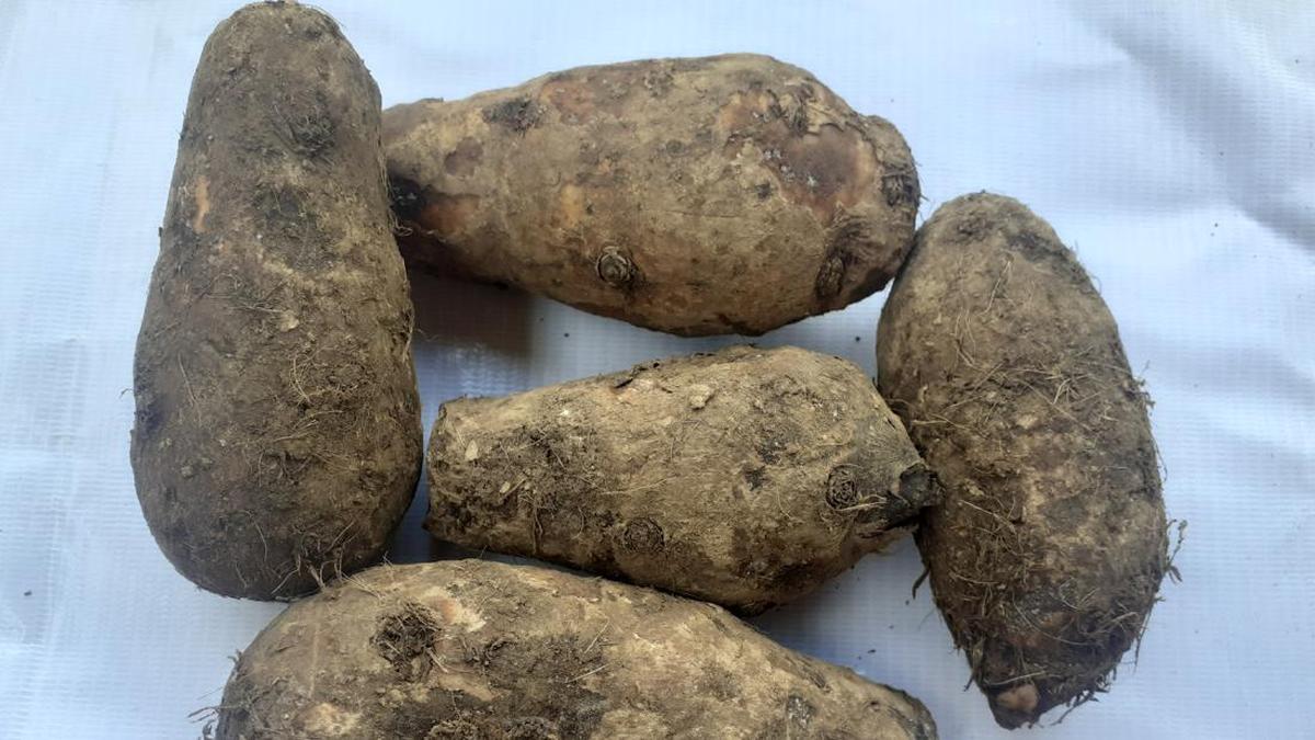 Kimpul, Makanan Lokal yang Viral dan Dikenal Sebagai Sumber Karbohidrat Alternatif