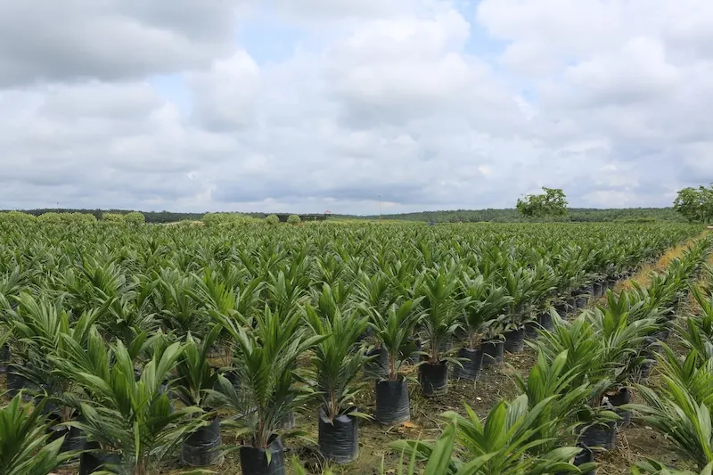 Laba DSNG Meningkat Signifikan Sebanyak 60 Persen Dipicu oleh Kenaikan Harga CPO