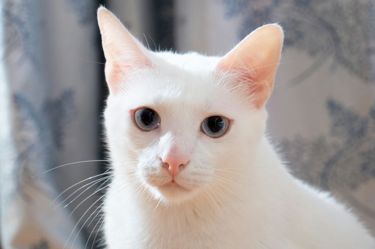 Inovasi Deteksi Penyakit Kucing: Dosen Universitas Brawijaya Kembangkan Kit Deteksi Panleukopenia