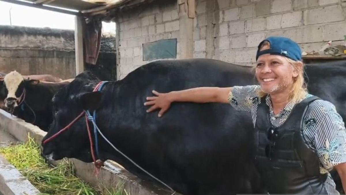 Sapi Brangus 1,15 Ton Pilihan Prabowo untuk Kurban Iduladha