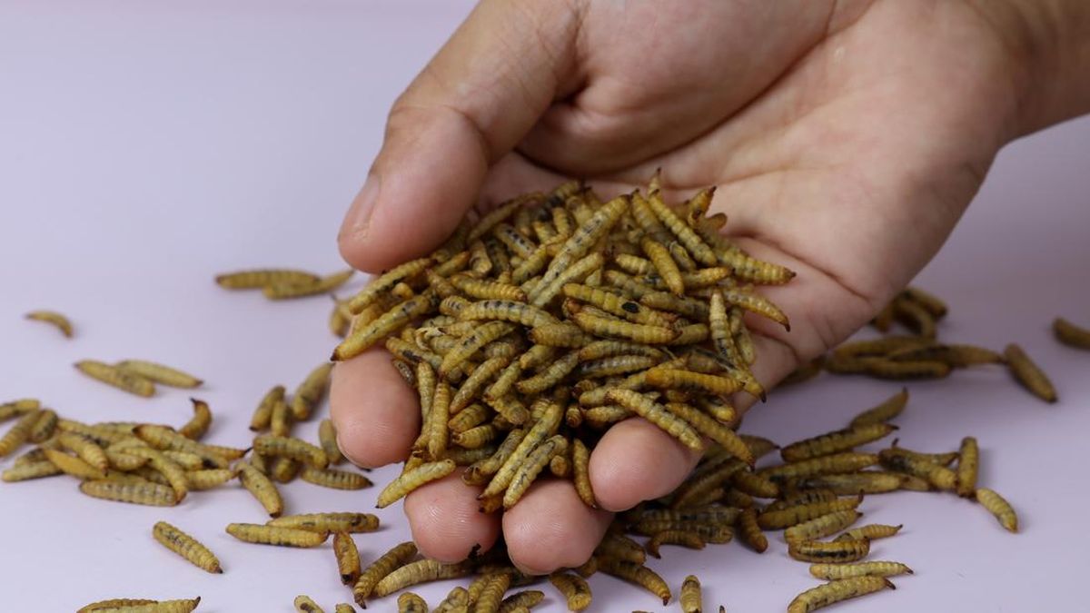 Maggot: Solusi Inovatif untuk Mengurangi Sampah Organik