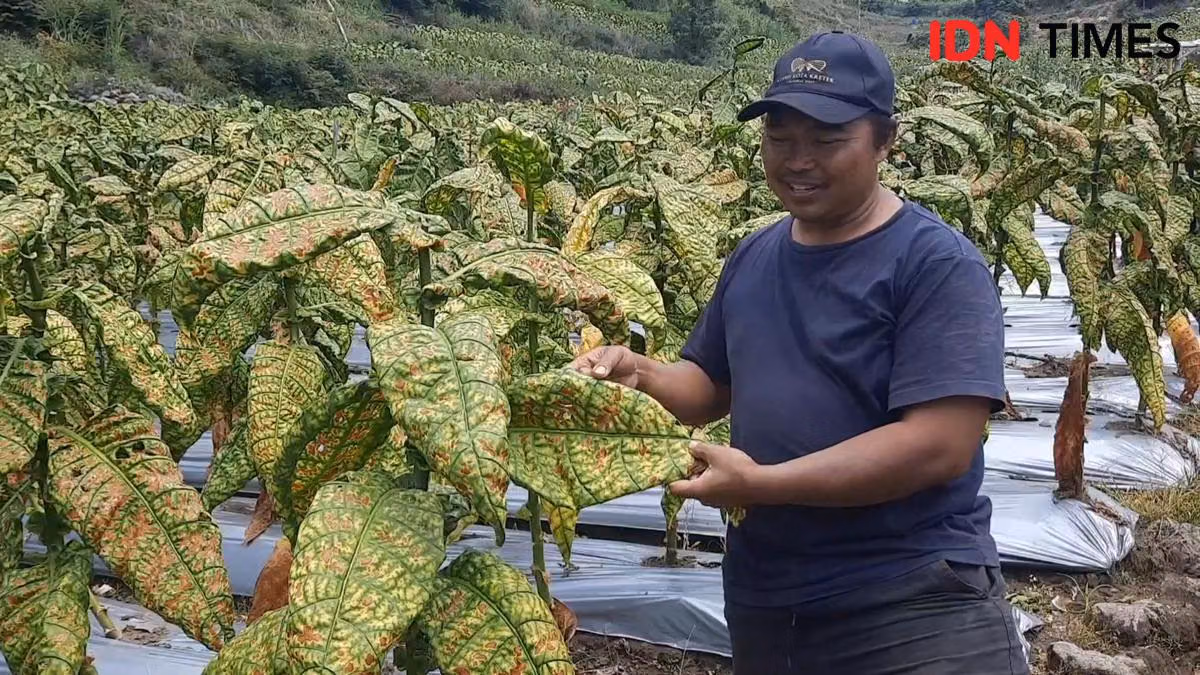 Petani Tembakau Desak Pemerintah Tinjau Kembali Aturan Nikotin