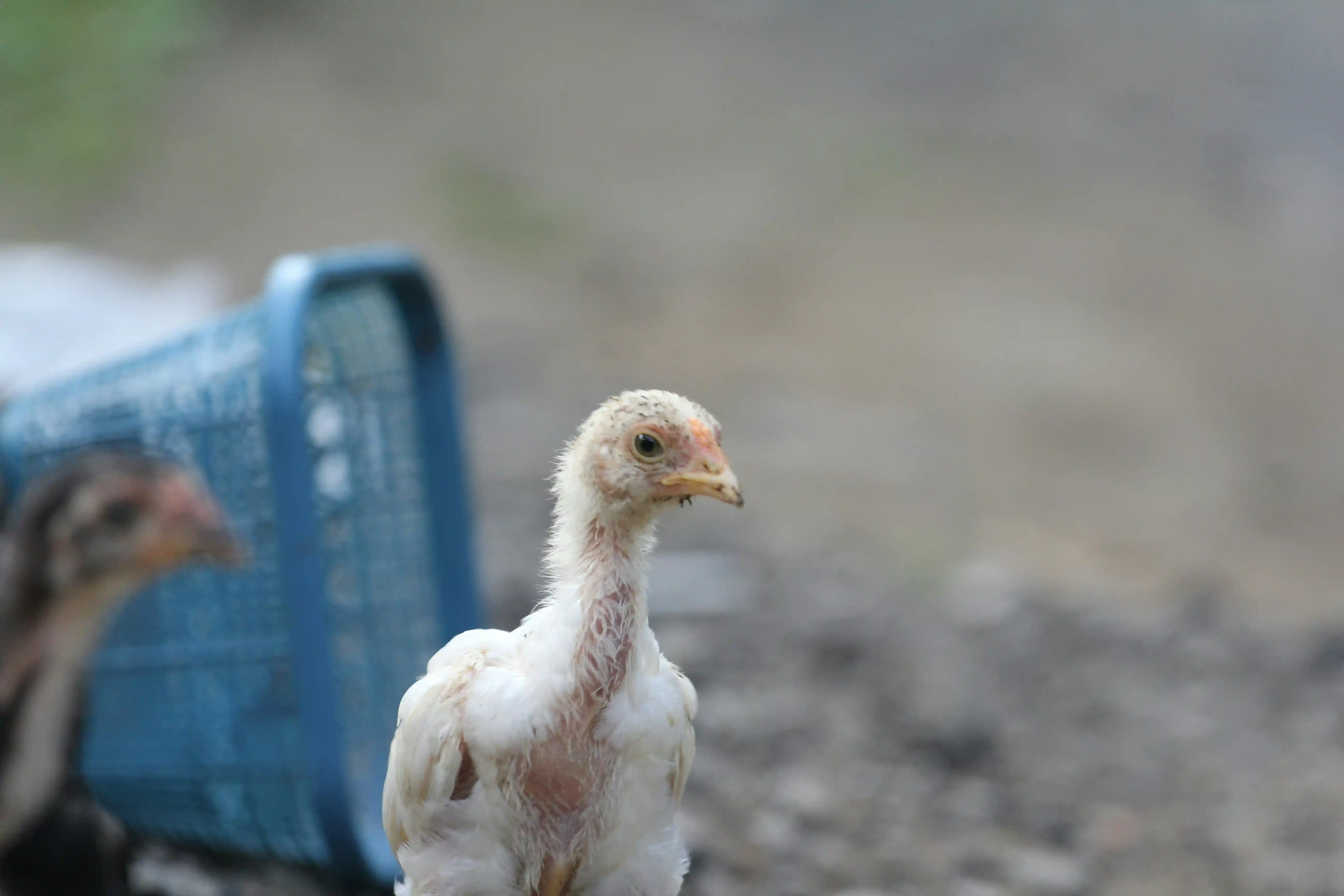 Pendapatan WMUU Meningkat Signifikan 96 Persen, Apakah Program MBG Menjadi Faktor Utama?