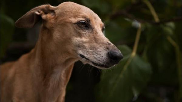 Pemerintah Kota Jakarta Timur Lakukan Pengawasan Terhadap Penjualan Daging Hewan Penular Rabies