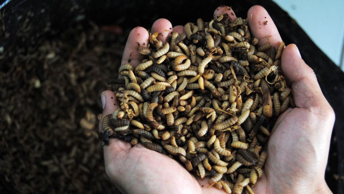 Maggot: Solusi Berkelanjutan dari Sampah Organik