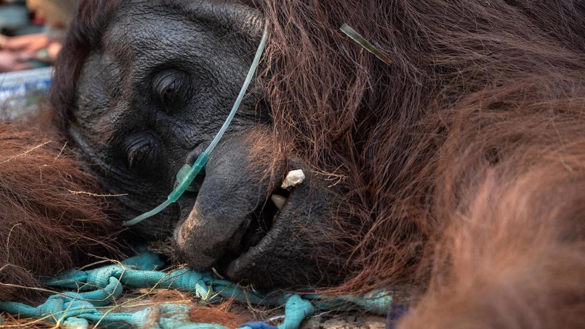 Tragis, Orangutan Pingsan Akibat Terpapar Asap Kebakaran Hutan