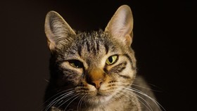 Bahaya Gigitan Kucing yang Sering Diabaikan