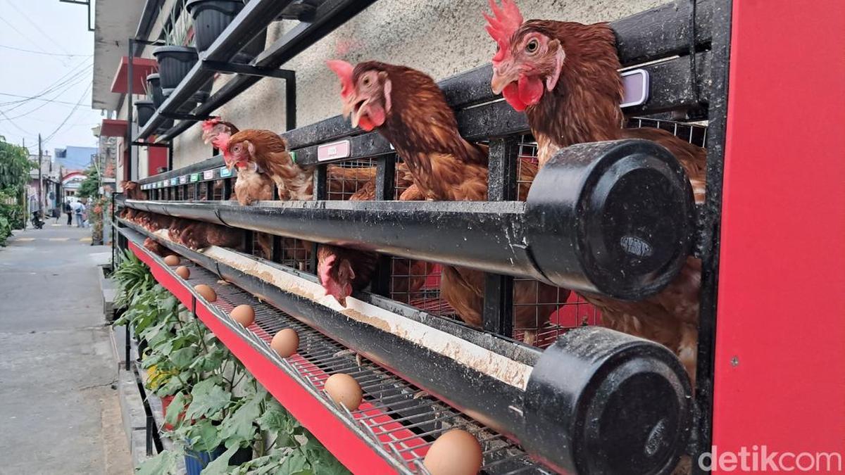 Memelihara Ayam Petelur di Rumah: Kualitas Telur dan Perawatan yang Tepat