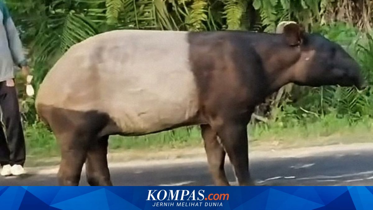 Usulan WWF untuk Pendidikan Perlindungan Satwa Liar di Sekolah
